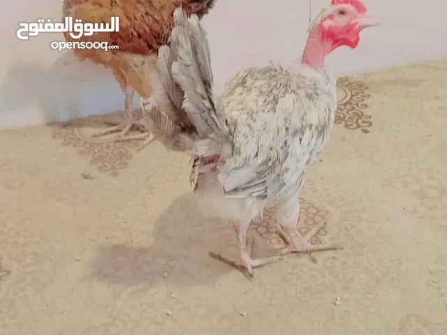 ديوجه ابو ركيبه تفاصيل بلوصف