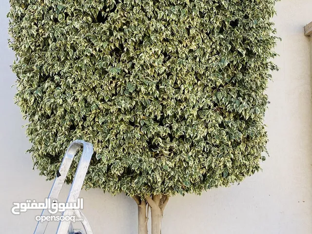 قص تقليم اشجار تنسيق حدائق