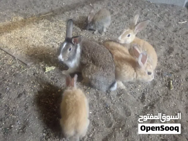 ارانب محليه للبيع