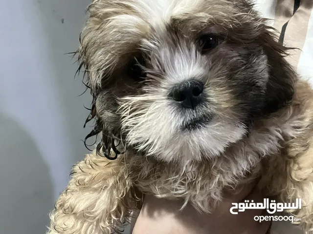 Aed 1500 each Shih Tzu 6 Months Old Female