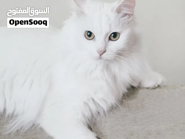 قط ذكر للتبني