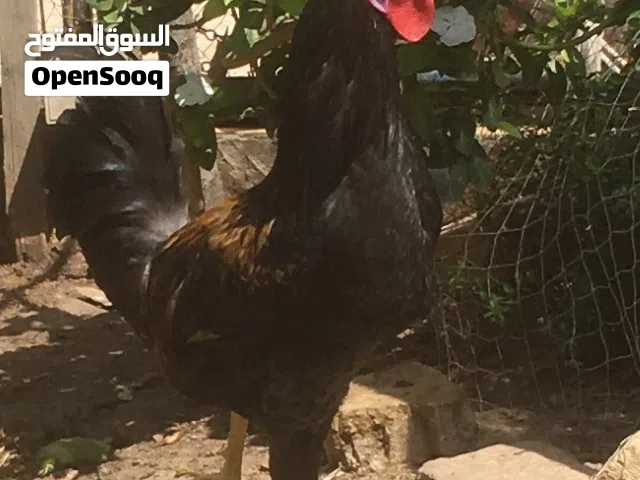 دجاج كويتي كحلي
