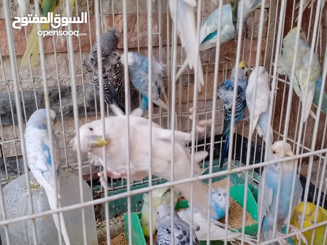طيور حب تركيبة وهاجرمو