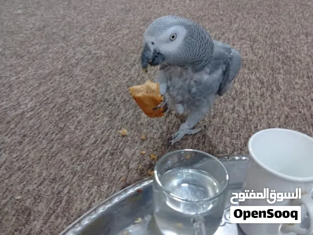 بغبغاء كاسكو