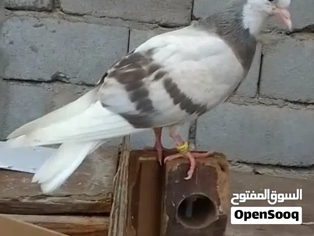 طيره مخلفه لواته أمهاته مال بر لله شاهد حمامات طيبات