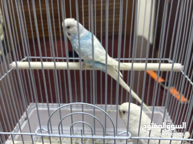 عصافير العمر صغير واحد ابيض وثاني ابيض ف سماوي