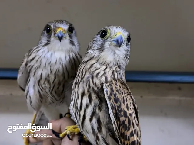 للبيع شرياص