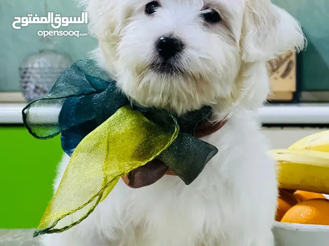 تريري للبيع عمر 3 اشهر لون ابيض ملقح لعوبه جدا نظيفه