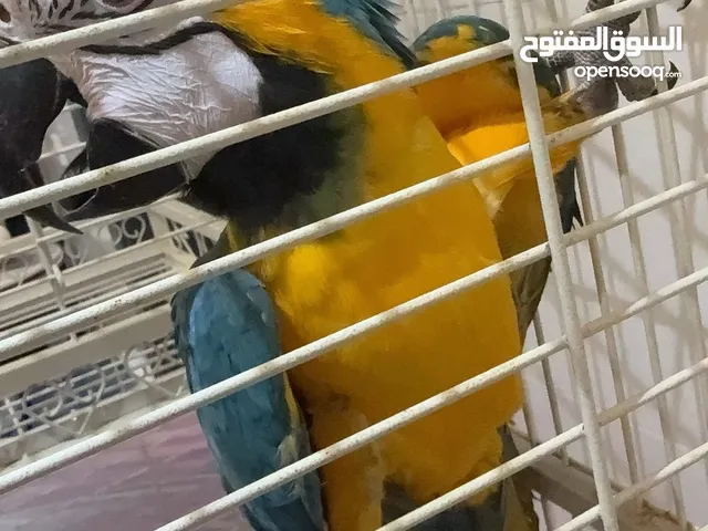 Macau parrot
