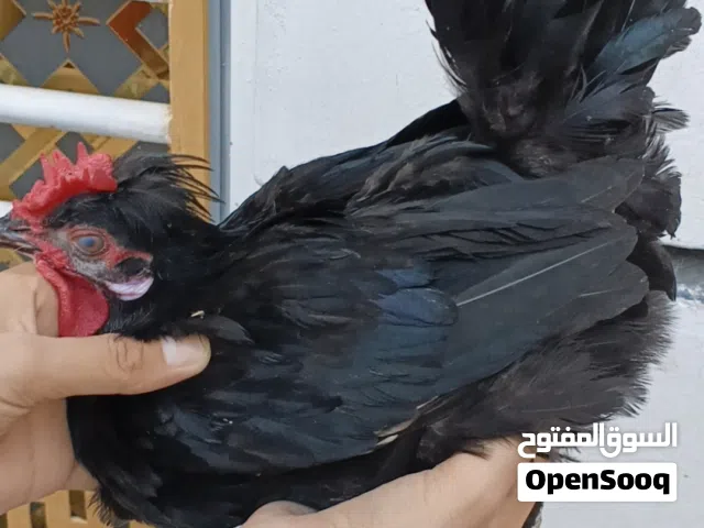 زوج كحالي افرك اقره لوصف قبل ماتراسل مهم جدا