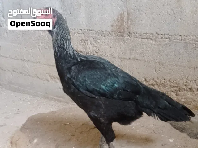 بسم الله ماشاء الله متاح ديك براهما وجوز ألمانيات على وجه شغل