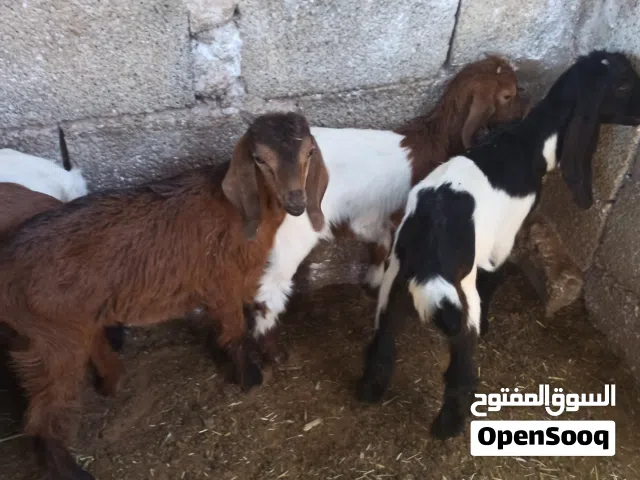 خمسة جديان وسبعة عنايق