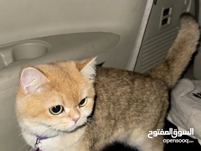 قطو بريتش شورت هير