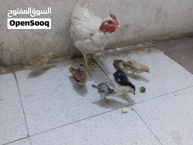 دجاجه للبيع مع سبع افراخ ماخذات كل اللقاحات
