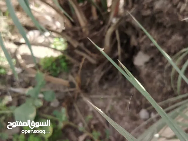 صرم أو فسائل