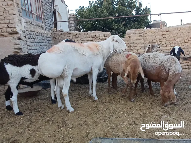 خروف ذكر كوندوزي (صيني)