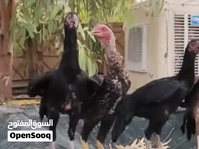 سلام عليكم مخلف شوكي خشن وعالي مع دجاجات مخاليف عدد 4