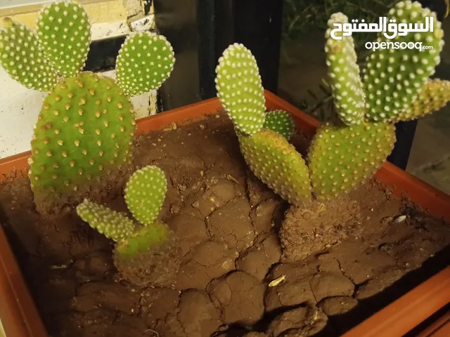 4 جواز حمام للبدل على نباتات .او اي شيء يتعلق بالزراعة والنباتات