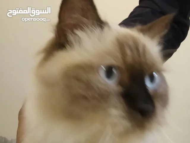 قطة هملايا جملية وهادئة للبيع