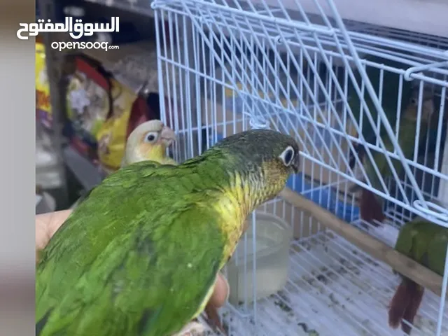 كنيورات نهايه غر