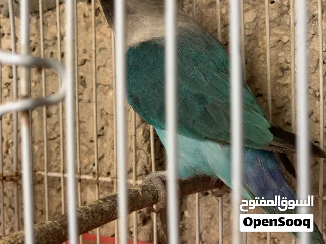 ذكر فيشر مصوقر