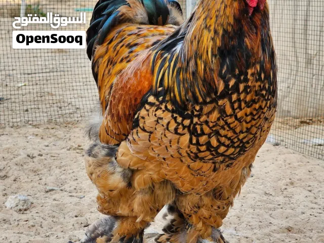 فروج دجاج براهما سبرايت