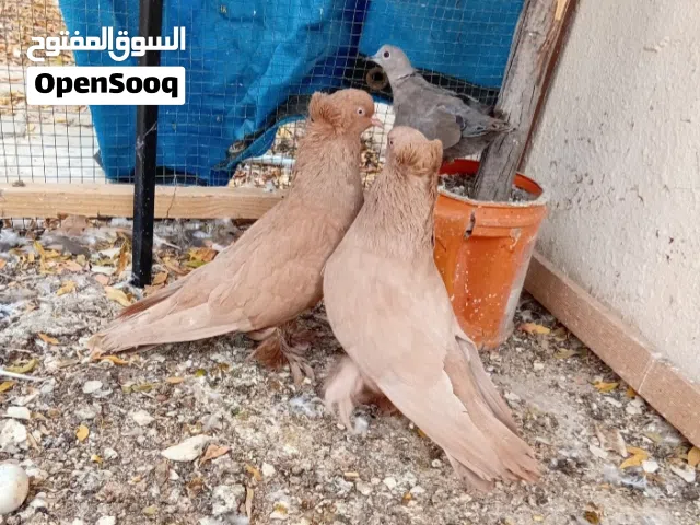 حمام بغدادي أحمر فوطه