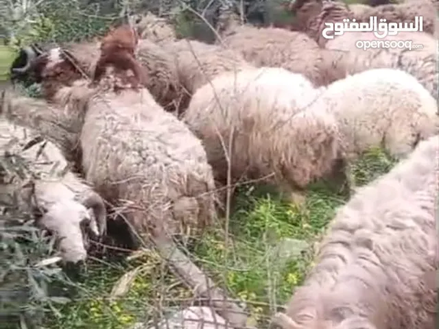 خرفان بلدي بالصلاه على النبي