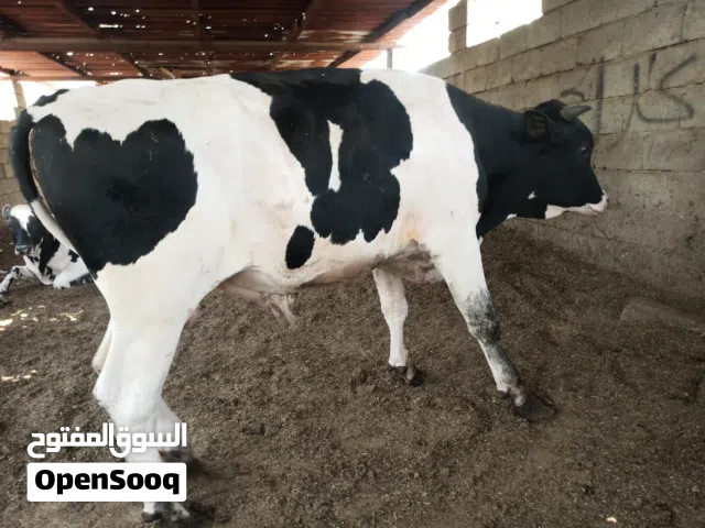 عجول عراقيه سمان شرط الصحه