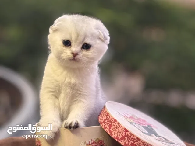 ولاد وبنات بريتش واسكوتش