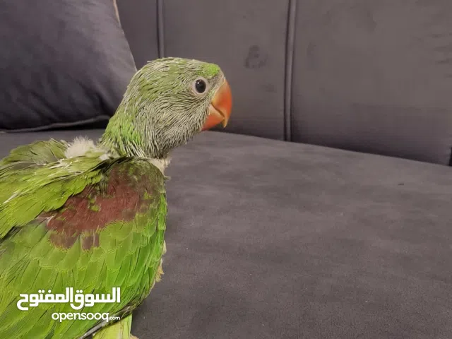 لعشاق ببغاء التزقيم ((الكسندرين))