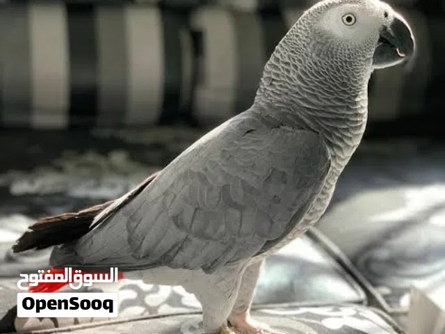 كاسكو للبيع تم تنزيل السعر