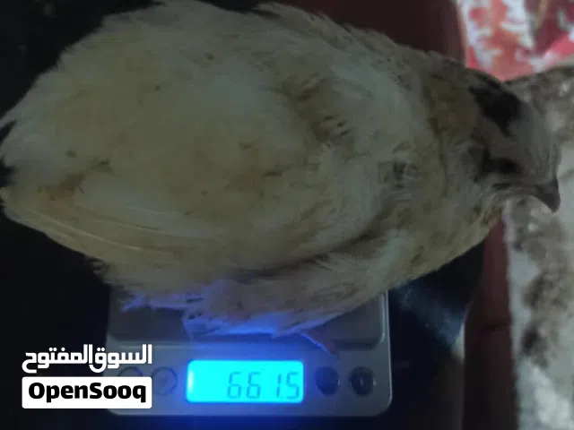 سمان تكساس حجم كبير تصل اوزانه الي 600 جرام