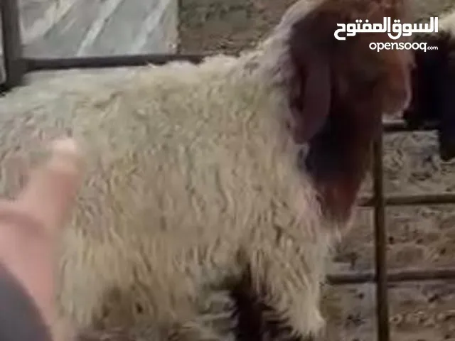 طليانمحلي شفالييوجد خدمة تقطيع وتغليف وتوصيل