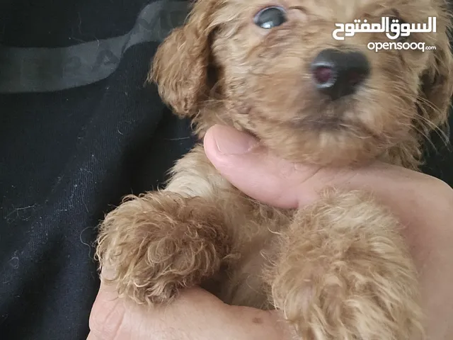 toy poodles pure . small size . males and females