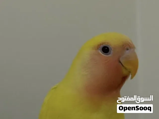 روز لاتينو