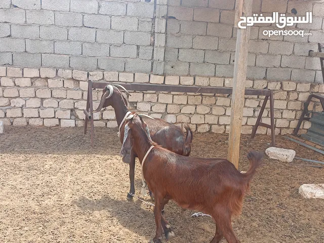 عنز قبرصيه تبارك الله معها بنتها