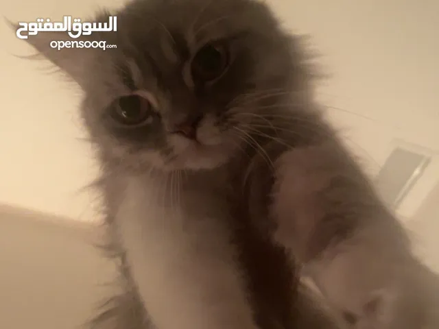 قطه للتزاوج