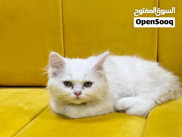 Persian kitten white female