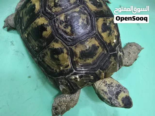 للبيع سلحفاة