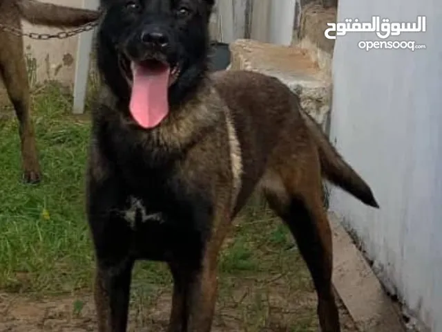مالينوا نتاية وذكر بجراويهم