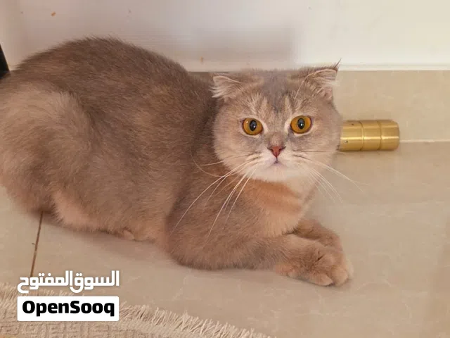 Female_For Adoption(Sterilized)