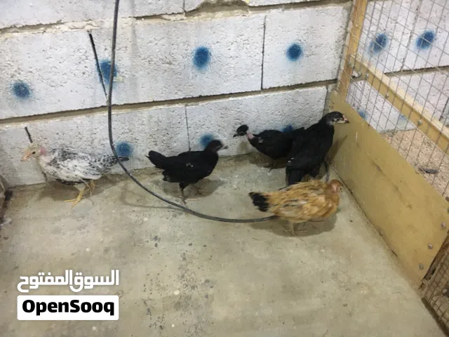 فروجات للبيع