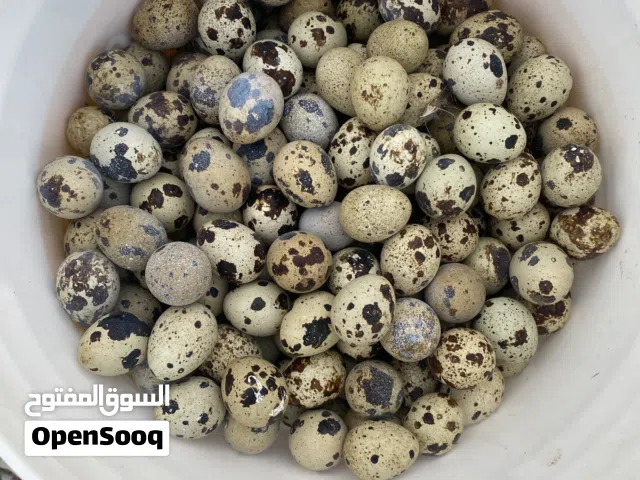 بيض سمان 30 حبه بريال