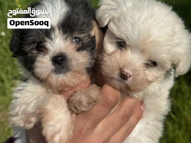 كلاب مالتيز لا تكبر في الحجم للتربية المنزلية