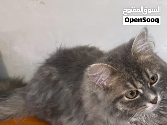 قطه شيرازيه لعوبه جدا