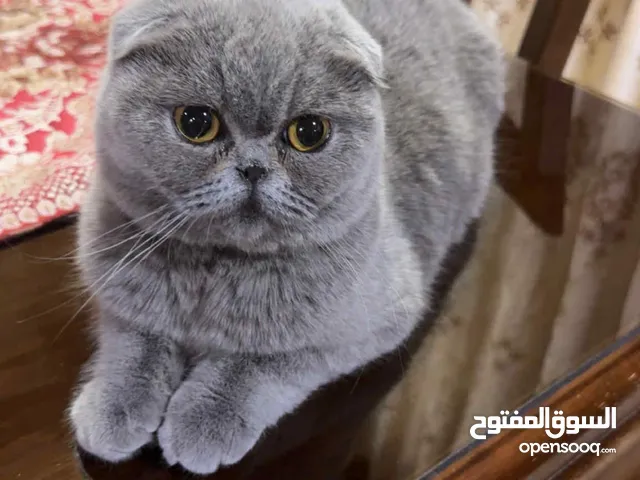 انثى للبيع