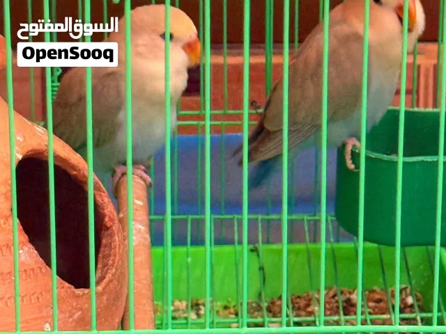 روز اخضر كريمي