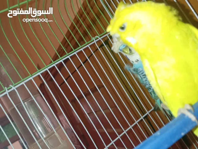 فراخ هوكو جيد