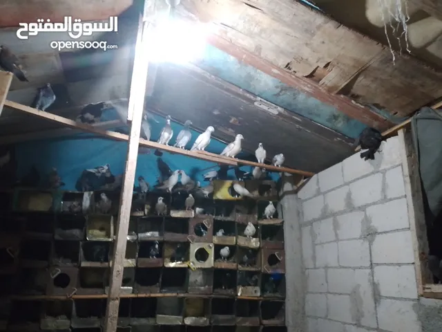 حمام للبيع + حبش عدد واحد فرنسي